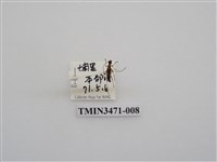 藏品(黑條細花天牛)的圖片